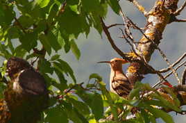 Dans le vieu cerisier
