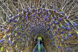 Le tunnel en plumes de paon!
