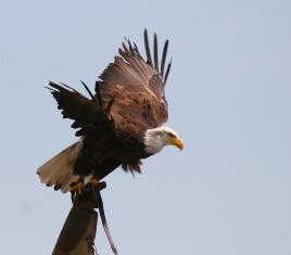 C'est reparti Eclipse à la Manoeuvre