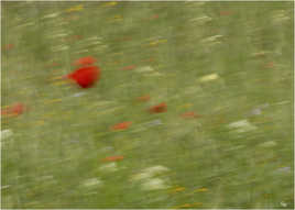 coquelicots