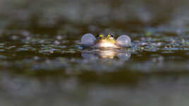 Coassement printanier