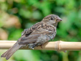 Une femelle de Moineau domestique