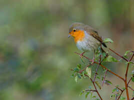 Compagnon des bois...