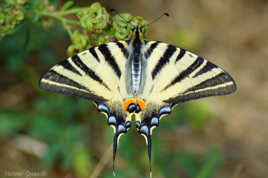 Le grand porte-queue