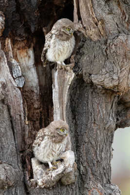 chevêche d'Athéna ( jeune)