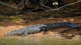 Les seigneurs de la rivière Daintree