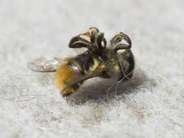 Nini pattes en l'air