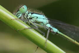 Ischnure Élégante