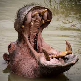 L'hippo Emile