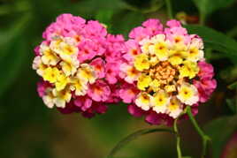 deux pompons fleuris