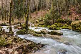 Rivière du Jura