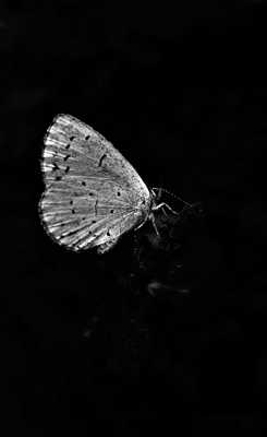 Le papillon du souvenir