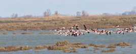 Paysage camarguais