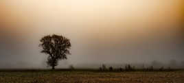 Brouillard Luminescent