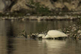 AIGRETTE GARZETTE