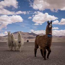 Moi et mes trois biches !