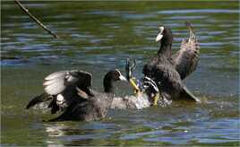 ça castagne chez les foulques