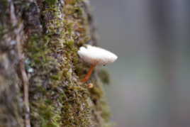 champignon miniature