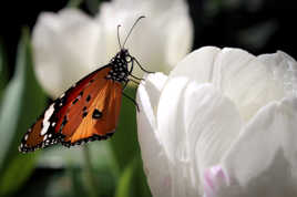 Papillon en liberté