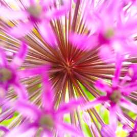 Au coeur de la fleur