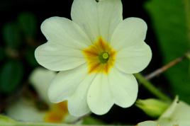 Fleur de la pureté.