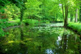 Explosion de verdure