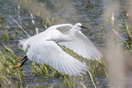 L'envol de l'Aigrette