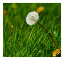 Pissenlit commun aussi surnommé « dent-de-lion »