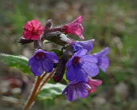 Pulmonaire au Soleil