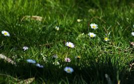 Petit coin de verdure