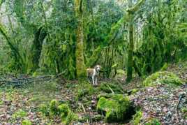 Chien de sous-bois