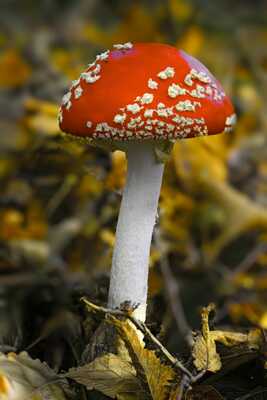 2em rencontre avec une autre Amanite tue mouches