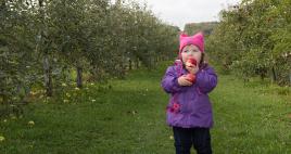 Des pommes, j'en veux