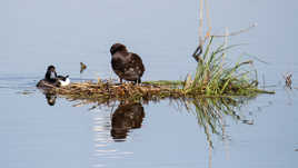 symétrie/assymétrie