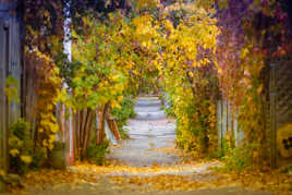 ...se ramassent à la pelle