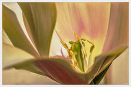A l'interieur de la Tulipe