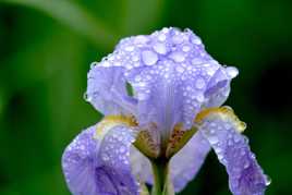 Iris sous la pluie