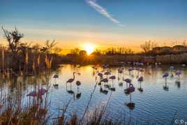 Les flamands roses en Camargue