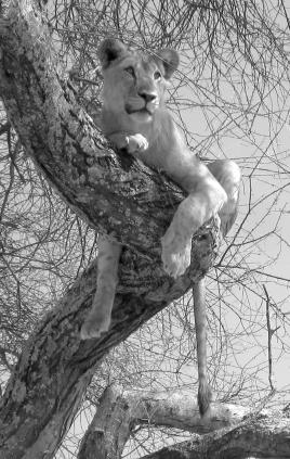 Sur un arbre perché