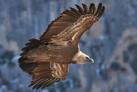 Toujours un spectacle (2).