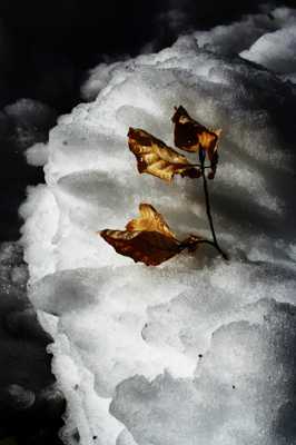 Au gré des vents et des neiges ...