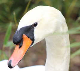 Cygne