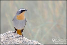 Rouge-gorge Sud Africain