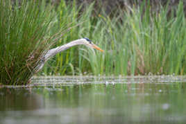 Caché dans la végétation