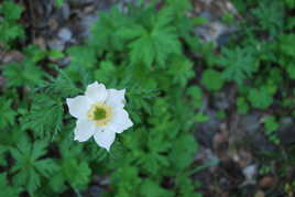 la belle et la bête