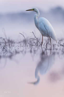 Grande aigrette