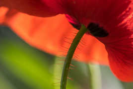 Coquelicot