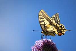 Machaon