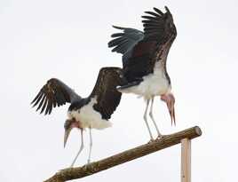 Une certaine élégance