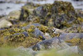 Grand gravelot grelottant